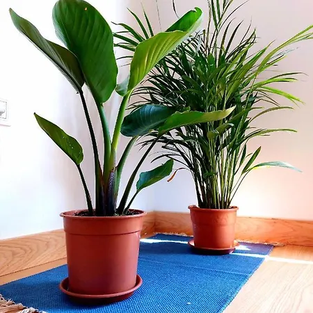 Apartment Casa Ledu - Sunny In Fuerteventura *